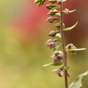 2019-04-24 - Groene nachtorchis<br/>Querença - Portugal<br/>Canon EOS 7D Mark II - 100 mm - f/2.8, 1/400 sec, ISO 400
