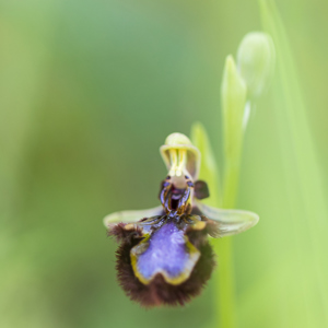 2019-04-27 - Spiegelorchis<br/>Palmela - Portugal<br/>Canon EOS 7D Mark II - 100 mm - f/2.8, 0.02 sec, ISO 200
