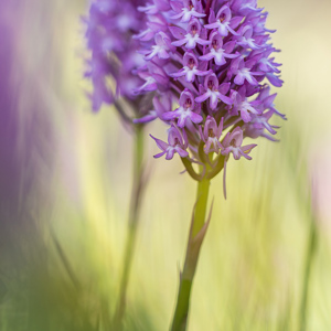 2019-04-27 - Hondskruid<br/>Palmela - Portugal<br/>Canon EOS 7D Mark II - 100 mm - f/3.5, 1/640 sec, ISO 200