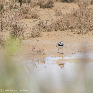 2019-04-21 - Bontbekplevier<br/>Ria Formosa Natural Park - Quelfes - Portugal<br/>Canon EOS 7D Mark II - 400 mm - f/8.0, 1/400 sec, ISO 400