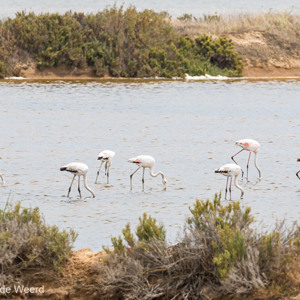 2019-04-22 - Gewone Flamingos (Phoenicopterus roseus)<br/>Montenegro - Portugal<br/>Canon EOS 7D Mark II - 400 mm - f/8.0, 1/640 sec, ISO 400