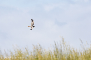 Vogels