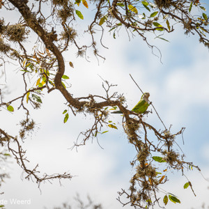 2019-09-07 - Kleine parkiet met een takje voor zijn nest<br/>El Castillo de la Glorieta - Sucre - Bolivia<br/>Canon EOS 5D Mark III - 400 mm - f/5.6, 1/500 sec, ISO 200