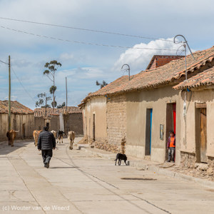 2019-09-08 - Koeien door de lege straten aan de rand van Tarabuco<br/>Tarabuco - Bolivia<br/>Canon EOS 5D Mark III - 70 mm - f/8.0, 1/250 sec, ISO 200