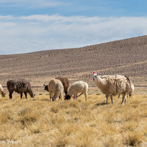 2019-09-12 - Onze eerste groep lamas<br/>Tupiza - Quetena - Bolivia<br/>Canon EOS 7D Mark II - 100 mm - f/5.6, 1/640 sec, ISO 200