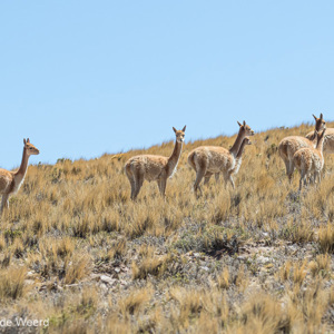 2019-09-12 - Vicuñas - klein, gracieus en echt wild<br/>Tupiza - Quetena - Bolivia<br/>Canon EOS 7D Mark II - 176 mm - f/5.6, 1/1000 sec, ISO 400