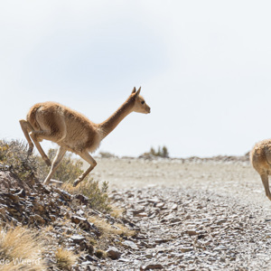2019-09-12 - De vicuñas zijn erg schrikachtig<br/>Tupiza - Quetena - Bolivia<br/>Canon EOS 7D Mark II - 400 mm - f/5.6, 1/1000 sec, ISO 400