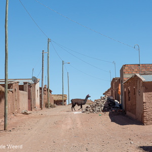 2019-09-12 - Een lama in een dorpje onderweg<br/>Dorpje onderweg - Tupiza - Quetena - Bolivia<br/>Canon EOS 5D Mark III - 70 mm - f/8.0, 1/400 sec, ISO 200