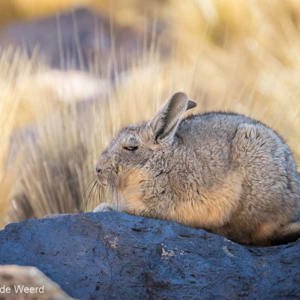 2019-09-12 - Viscacha (Cuvierhaasmuis, Lagidium viscacia) bij San Antonio de <br/>San Antonio de Lípez - Bolivia<br/>Canon EOS 7D Mark II - 400 mm - f/5.6, 1/200 sec, ISO 800