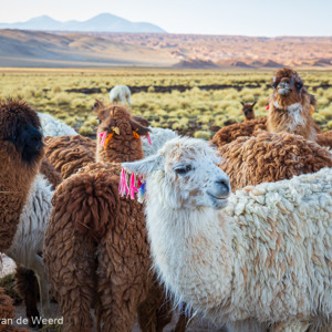 2019-09-13 - Heel veel lamas die in de ochtend komen eten<br/>Quetena - Bolivia<br/>Canon EOS 5D Mark III - 70 mm - f/8.0, 1/40 sec, ISO 200