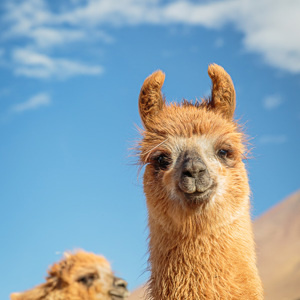 2019-09-13 - Vrolijke lamas<br/>Quetena - Bolivia<br/>Canon EOS 5D Mark III - 70 mm - f/4.5, 1/320 sec, ISO 200
