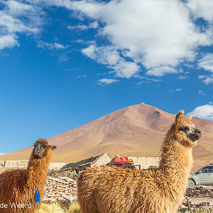 2019-09-13 - We konden makkelijk tussen ze rond lopen om te fotograferen<br/>Quetena - Bolivia<br/>Canon EOS 5D Mark III - 40 mm - f/4.5, 1/640 sec, ISO 200