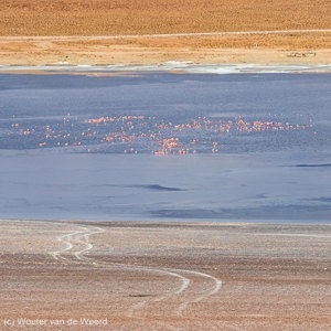 2019-09-13 - Laguna Kollpa met flamingos<br/>Laguna Kollpa - San Pablo de Lípez - Bolivia<br/>Canon EOS 7D Mark II - 100 mm - f/5.6, 1/2500 sec, ISO 400