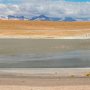 2019-09-13 - Laguna Kollpa met heel veel flamingos<br/>Laguna Kollpa - San Pablo de Lípez - Bolivia<br/>Canon EOS 7D Mark II - 100 mm - f/5.6, 1/2000 sec, ISO 400