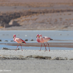 2019-09-13 - Drie James Flamingos (Phoenicoparrus jamesi)<br/>Laguna Kollpa - San Pablo de Lípez - Bolivia<br/>Canon EOS 7D Mark II - 400 mm - f/5.6, 1/1600 sec, ISO 400