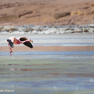 2019-09-13 - James Flamingo (Phoenicoparrus jamesi) in vlucht<br/>Laguna Kollpa - San Pablo de Lípez - Bolivia<br/>Canon EOS 7D Mark II - 400 mm - f/5.6, 1/2000 sec, ISO 400