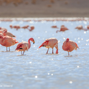 2019-09-13 - Grote groep James Flamingos<br/>Laguna Kollpa - San Pablo de Lípez - Bolivia<br/>Canon EOS 7D Mark II - 400 mm - f/5.6, 1/2000 sec, ISO 400