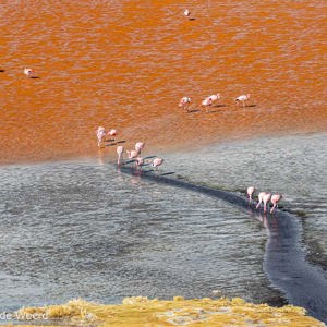 2019-09-13 - Het roodgekleurde meer is vergeven van de flamingos<br/>Laguna Colorada - San Pablo de Lípez - Bolivia<br/>Canon EOS 7D Mark II - 271 mm - f/8.0, 1/640 sec, ISO 400