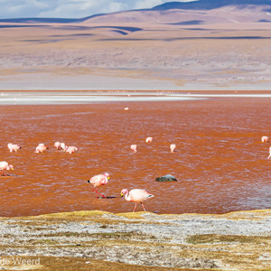 2019-09-13 - Laguna Colorada met vele James Flamingos<br/>Laguna Colorada - San Pablo de Lípez - Bolivia<br/>Canon EOS 7D Mark II - 100 mm - f/5.6, 1/1600 sec, ISO 400