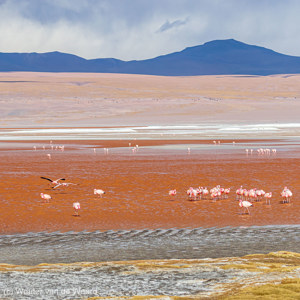 2019-09-13 - Laguna Colorada met vele James Flamingos<br/>Laguna Colorada - San Pablo de Lípez - Bolivia<br/>Canon EOS 7D Mark II - 100 mm - f/5.6, 1/1600 sec, ISO 400