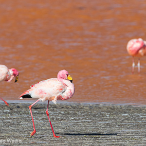 2019-09-13 - James Flamingos in de Laguna Colorada<br/>Laguna Colorada - San Pablo de Lípez - Bolivia<br/>Canon EOS 7D Mark II - 400 mm - f/5.6, 1/2500 sec, ISO 400
