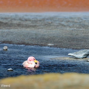 2019-09-13 - James Flamingo in de Laguna Colorada<br/>Laguna Colorada - San Pablo de Lípez - Bolivia<br/>Canon EOS 7D Mark II - 400 mm - f/5.6, 1/2000 sec, ISO 400