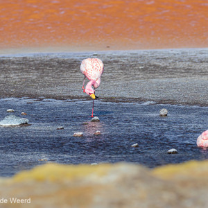2019-09-13 - James Flamingos in de Laguna Colorada<br/>Laguna Colorada - San Pablo de Lípez - Bolivia<br/>Canon EOS 7D Mark II - 278 mm - f/5.6, 1/640 sec, ISO 200