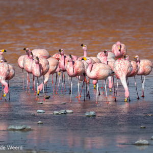 2019-09-13 - Laguna Colorada met vele James Flamingos<br/>Laguna Colorada - San Pablo de Lípez - Bolivia<br/>Canon EOS 7D Mark II - 400 mm - f/5.6, 1/1000 sec, ISO 200