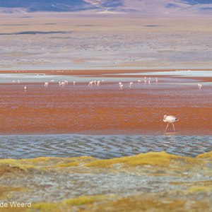2019-09-13 - Laguna Colorada met vele James Flamingos<br/>Laguna Colorada - San Pablo de Lípez - Bolivia<br/>Canon EOS 7D Mark II - 135 mm - f/5.6, 1/1000 sec, ISO 200