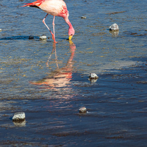 2019-09-13 - James Flamingo in de Laguna Colorada<br/>Laguna Colorada - San Pablo de Lípez - Bolivia<br/>Canon EOS 7D Mark II - 176 mm - f/5.6, 1/800 sec, ISO 200