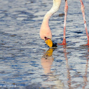 2019-09-13 - James Flamingo met weerspiegeling in de Laguna Colorada<br/>Laguna Colorada - San Pablo de Lípez - Bolivia<br/>Canon EOS 7D Mark II - 400 mm - f/5.6, 1/1600 sec, ISO 200