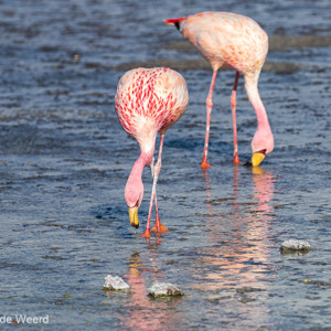 2019-09-13 - James Flamingos in de Laguna Colorada<br/>Laguna Colorada - San Pablo de Lípez - Bolivia<br/>Canon EOS 7D Mark II - 227 mm - f/5.6, 1/1250 sec, ISO 200