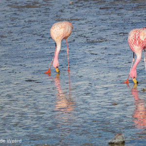 2019-09-13 - James Flamingos in de Laguna Colorada<br/>Laguna Colorada - San Pablo de Lípez - Bolivia<br/>Canon EOS 7D Mark II - 153 mm - f/8.0, 1/500 sec, ISO 200