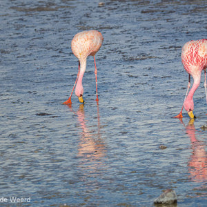 2019-09-13 - James Flamingos in de Laguna Colorada<br/>Laguna Colorada - San Pablo de Lípez - Bolivia<br/>Canon EOS 7D Mark II - 153 mm - f/8.0, 1/500 sec, ISO 200