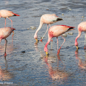 2019-09-13 - James Flamingos met weerspiegeling in de Laguna Colorada<br/>Laguna Colorada - San Pablo de Lípez - Bolivia<br/>Canon EOS 7D Mark II - 135 mm - f/8.0, 1/640 sec, ISO 200