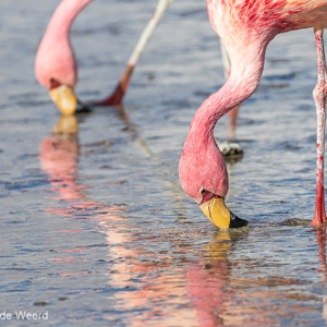 2019-09-13 - James Flamingos met weerspiegeling in de Laguna Colorada<br/>Laguna Colorada - San Pablo de Lípez - Bolivia<br/>Canon EOS 7D Mark II - 400 mm - f/5.6, 1/1000 sec, ISO 200
