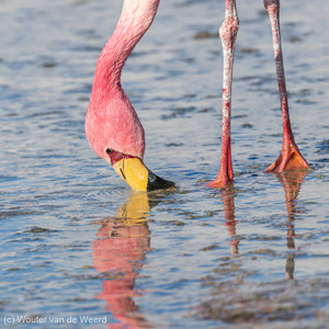 2019-09-13 - James Flamingo met weerspiegeling in de Laguna Colorada<br/>Laguna Colorada - San Pablo de Lípez - Bolivia<br/>Canon EOS 7D Mark II - 400 mm - f/5.6, 1/800 sec, ISO 200