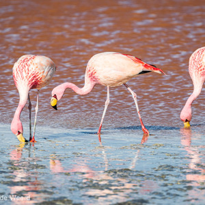 2019-09-13 - James Flamingos in de Laguna Colorada<br/>Laguna Colorada - San Pablo de Lípez - Bolivia<br/>Canon EOS 7D Mark II - 400 mm - f/5.6, 1/1000 sec, ISO 200