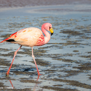 2019-09-13 - Portret van een James Flamingo in de Laguna Colorada<br/>Laguna Colorada - San Pablo de Lípez - Bolivia<br/>Canon EOS 7D Mark II - 278 mm - f/8.0, 1/500 sec, ISO 200