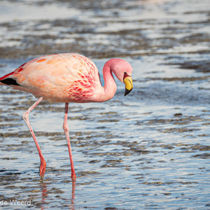 2019-09-13 - Portret van een James Flamingo in de Laguna Colorada<br/>Laguna Colorada - San Pablo de Lípez - Bolivia<br/>Canon EOS 7D Mark II - 300 mm - f/5.6, 1/1000 sec, ISO 200