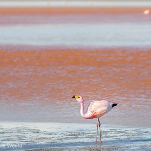 2019-09-13 - James Flamingo in de Laguna Colorada<br/>Laguna Colorada - San Pablo de Lípez - Bolivia<br/>Canon EOS 7D Mark II - 271 mm - f/5.6, 1/500 sec, ISO 200