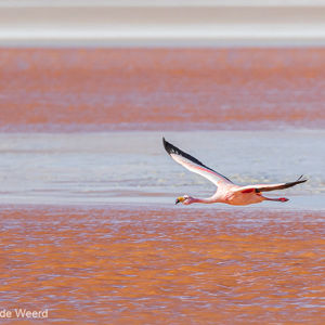 2019-09-13 - Laguna Colorada - James Flamingo in vlucht<br/>Laguna Colorada - San Pablo de Lípez - Bolivia<br/>Canon EOS 7D Mark II - 400 mm - f/5.6, 1/800 sec, ISO 200