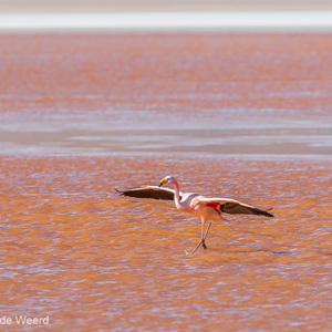 2019-09-13 - Laguna Colorada - landende James Flamingo<br/>Laguna Colorada - San Pablo de Lípez - Bolivia<br/>Canon EOS 7D Mark II - 400 mm - f/5.6, 1/640 sec, ISO 200