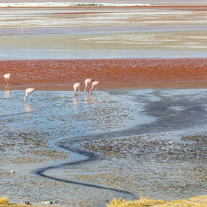2019-09-13 - Laguna Colorada - vele kleuren en flamingos<br/>Laguna Colorada - San Pablo de Lípez - Bolivia<br/>Canon EOS 7D Mark II - 100 mm - f/5.6, 1/800 sec, ISO 200