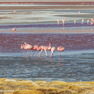 2019-09-13 - Laguna Colorada - wit, rood, blauw, geel en flamingos<br/>Laguna Colorada - San Pablo de Lípez - Bolivia<br/>Canon EOS 7D Mark II - 214 mm - f/8.0, 1/500 sec, ISO 200