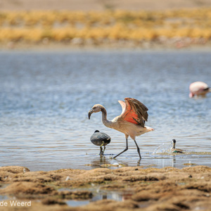 2019-09-14 - Jonge flamingo<br/>Laguna Vinto - Colcha"K" (V.Martin) - Bolivia<br/>Canon EOS 7D Mark II - 400 mm - f/5.6, 1/800 sec, ISO 400