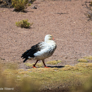 2019-09-14 - Andesgans (Chloephaga melanoptera)<br/>Laguna Negra - Colcha"K" (V.Martin) - Bolivia<br/>Canon EOS 7D Mark II - 400 mm - f/5.6, 1/1600 sec, ISO 400