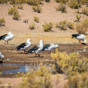 2019-09-14 - Groepje Andesganzen (Chloephaga melanoptera)<br/>Laguna Negra - Colcha"K" (V.Martin) - Bolivia<br/>Canon EOS 7D Mark II - 182 mm - f/5.0, 1/1000 sec, ISO 400