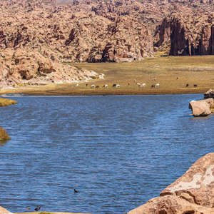 2019-09-14 - Meertje met lamas aan de oever<br/>Laguna Negra - Colcha"K" (V.Martin) - Bolivia<br/>Canon EOS 7D Mark II - 100 mm - f/5.0, 1/2000 sec, ISO 400