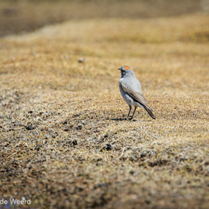 2019-09-14 - Vast een "Red capped xyz bird"<br/>Laguna Negra - Colcha"K" (V.Martin) - Bolivia<br/>Canon EOS 7D Mark II - 400 mm - f/5.6, 1/1000 sec, ISO 400